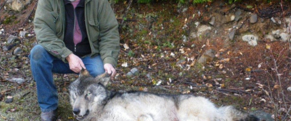 Idaho Wolf Hunts