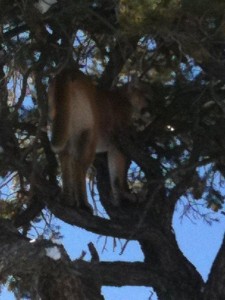 Hunting Idaho Mountain Lion