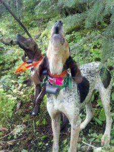 Hound hunting is a specialty of Miles High Outfitters