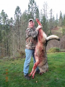 Idaho Canadian Grey Wolf hunts