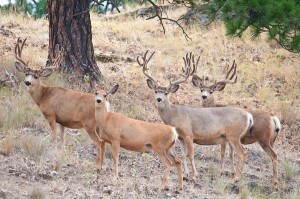 Miles High Outfitters offers guided Mule Deer Hunts