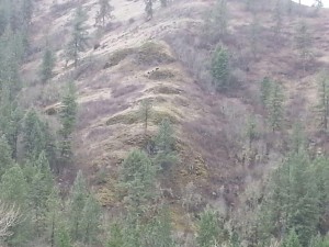 Idaho spring bear hunt