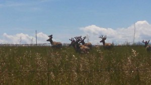 Central Idaho guided Mule Deer Hunts