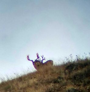 Hunt for Mule Deer with Idaho Outfitter