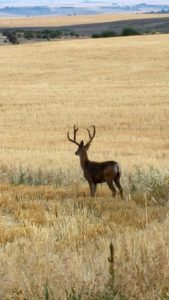 Hunt for Mule Deer on Private Idaho Ranch