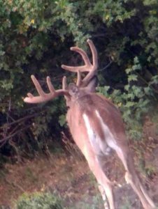 Whitetail Deer Hunting Outfitters