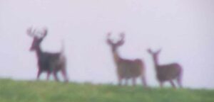 Idaho Hunts for Whitetail Deer