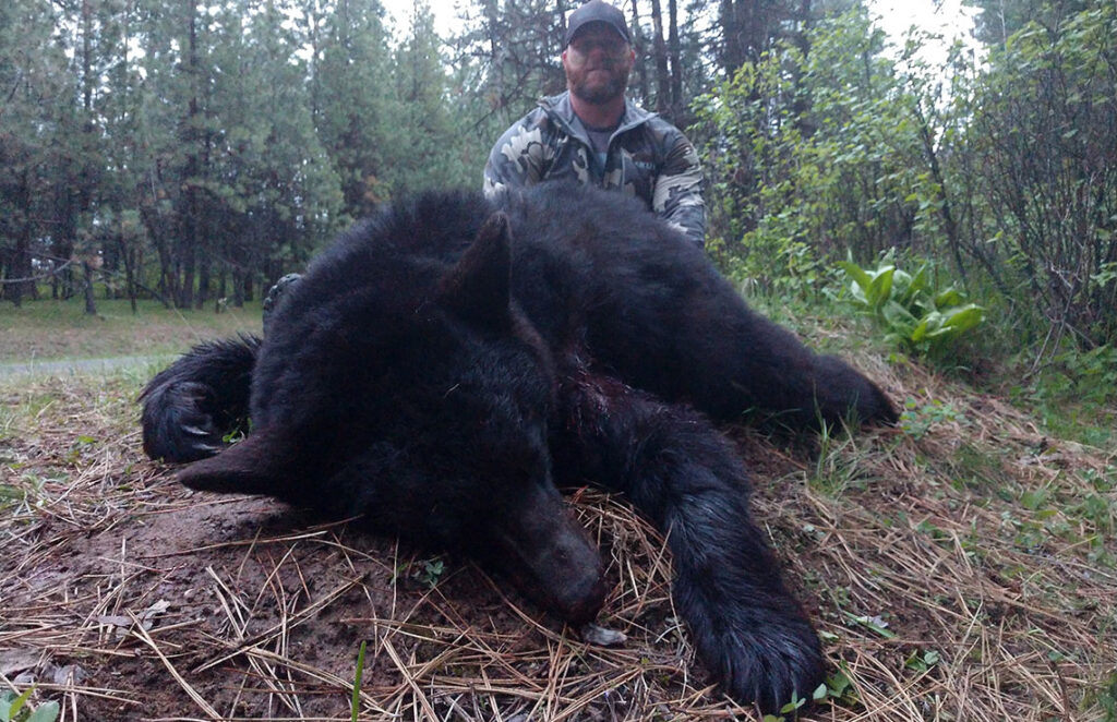 Black Bear Hunting with Hounds