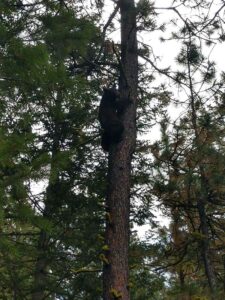 Idaho Black Bear Hunt with Hounds