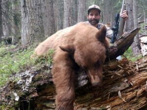 Cinnamon Bear Hunted with Hounds