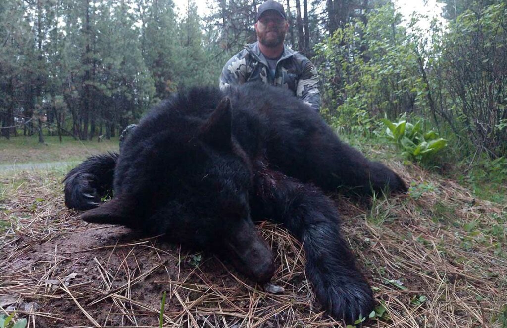 Idaho Black Bear Hunts with Hound Dogs