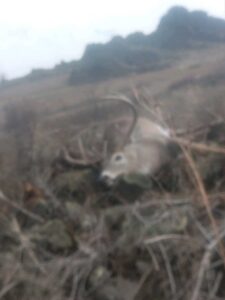 Hunt Idaho Whitetail Deer
