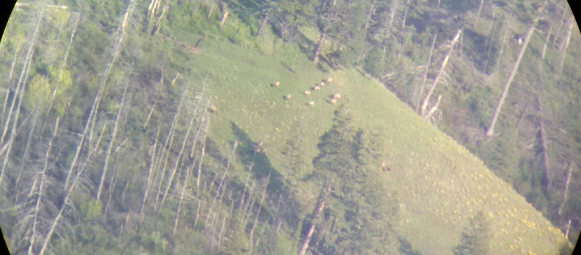 elk scouting