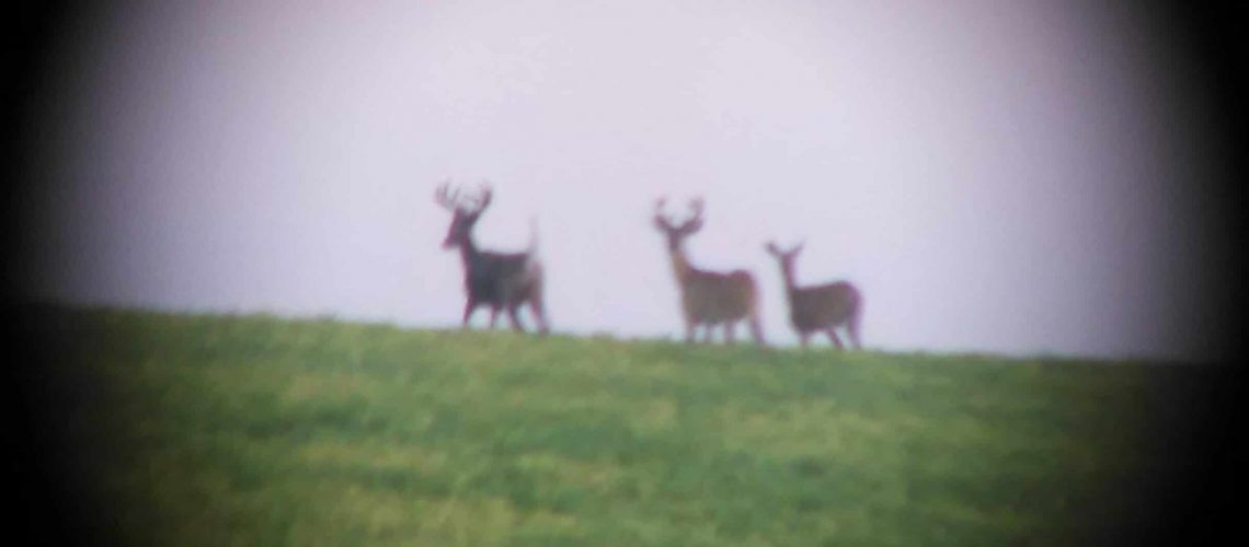 Whitetail Deer Ranch Hunt