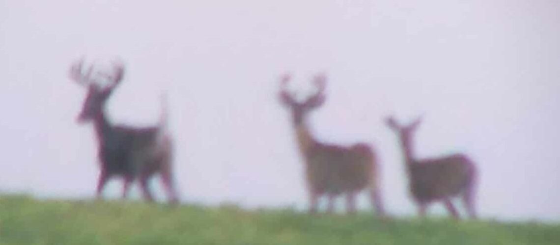 Idaho Hunts for Whitetail Deer